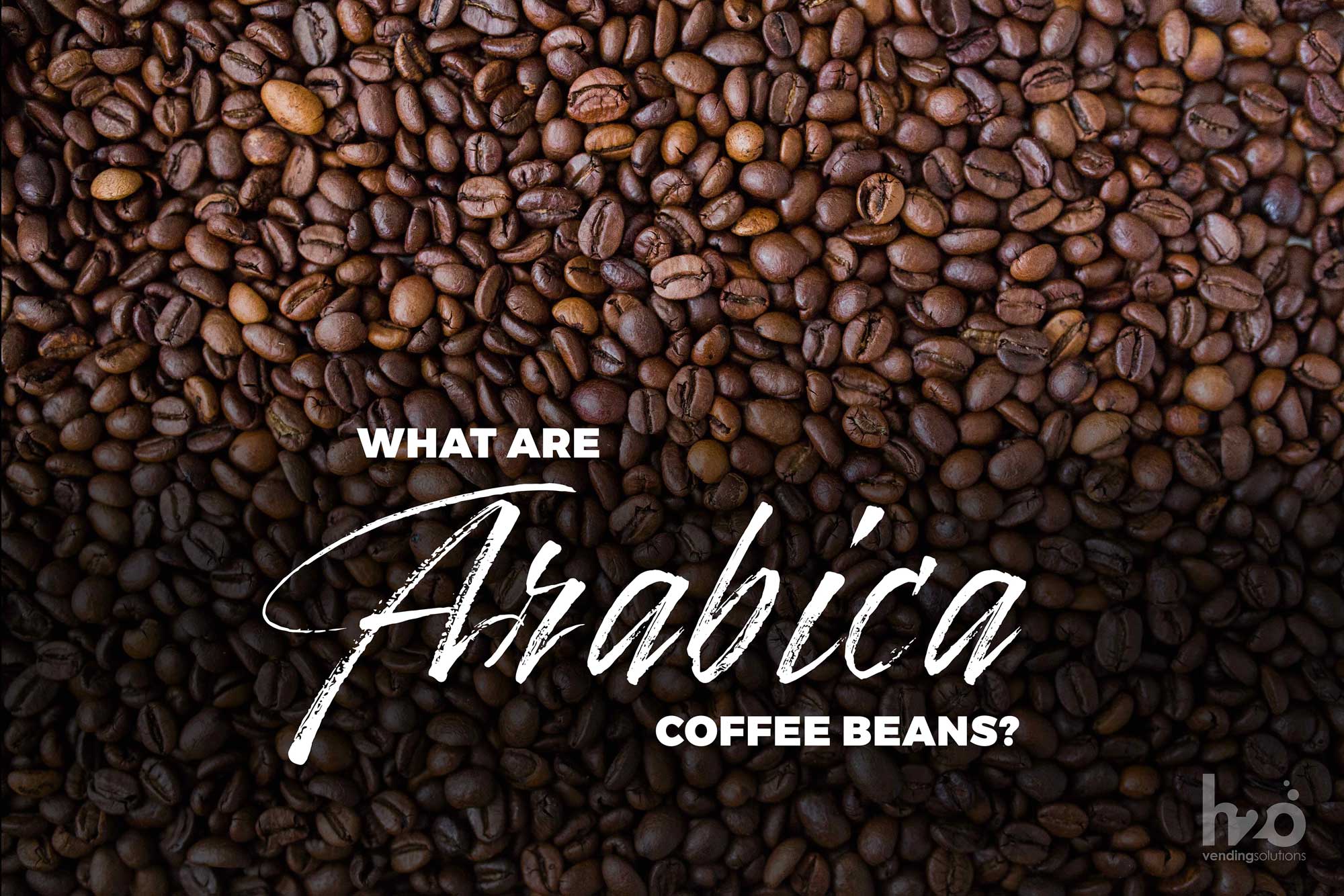 What-are-Arabica-coffee-beans