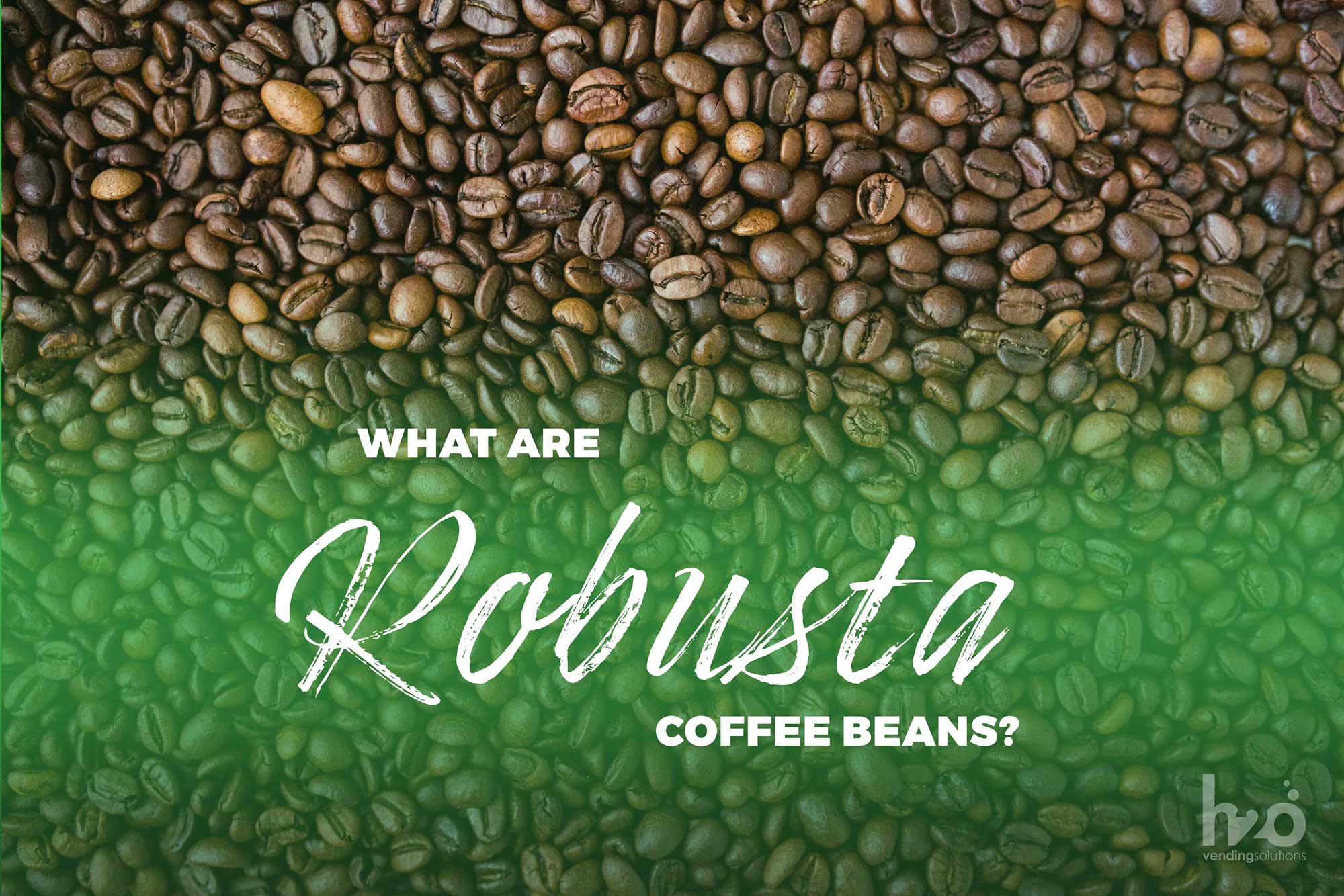 What-are-Robusta-coffee-beans